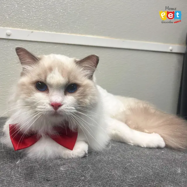 Mobile Pet Grooming World — photo from the business 12