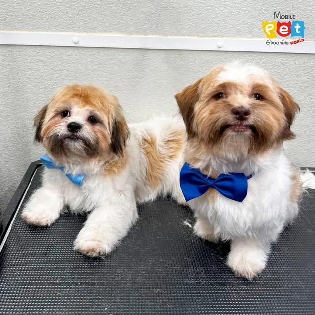 Mobile Pet Grooming World — photo from the business 10