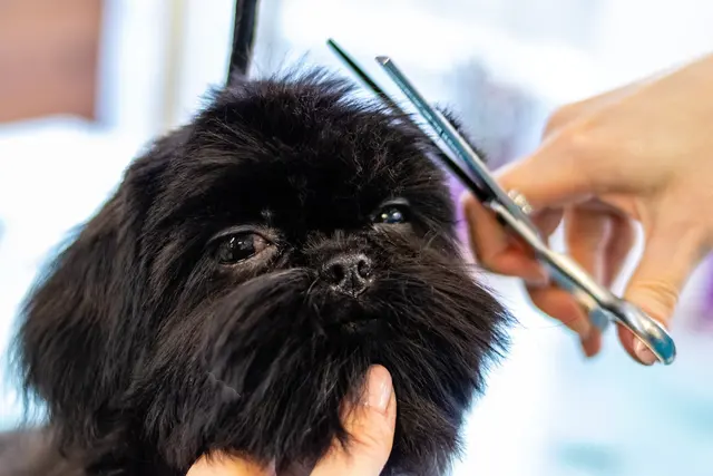 Mobile Pet Grooming World — photo from the business 6