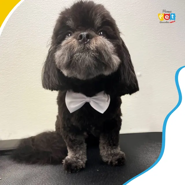 Mobile Pet Grooming World — photo from the business 1