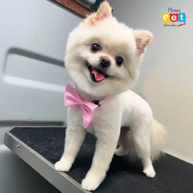 Mobile Pet Grooming World — photo from the business 11