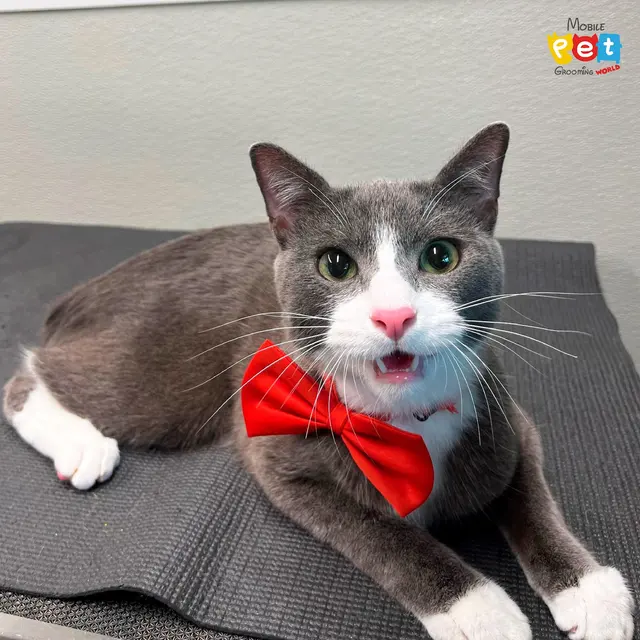 Mobile Pet Grooming World — photo from the business 4