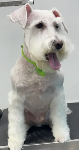 Mobile Pet Grooming World — photo from the business 7
