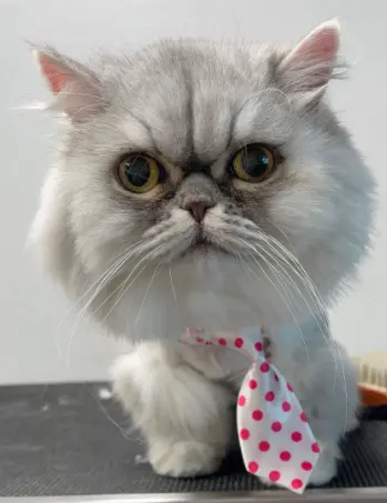 Mobile Pet Grooming World — photo from the business 9