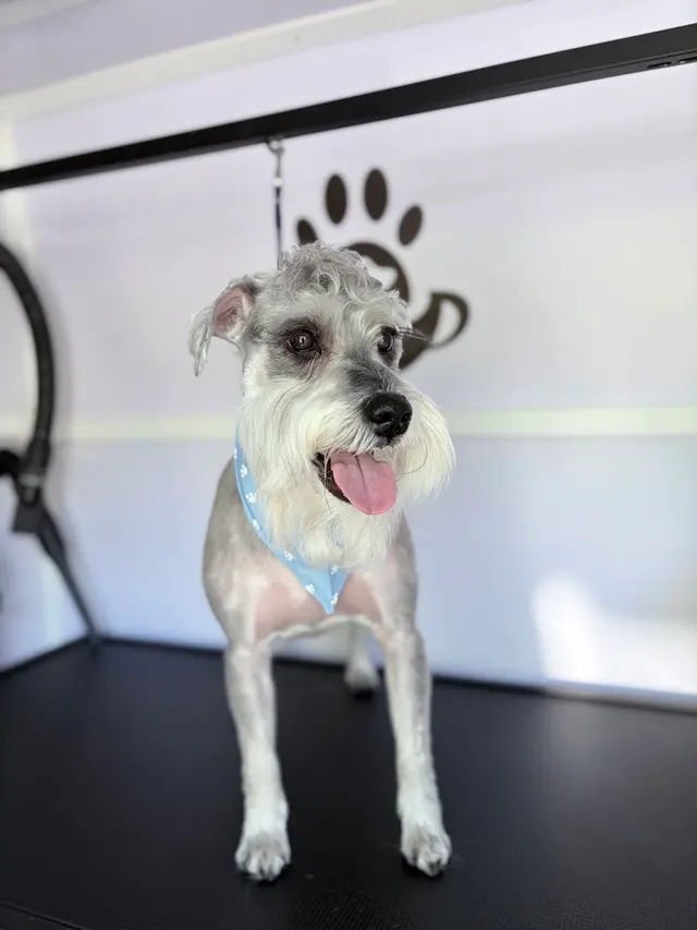 Duma Paws Mobile Pet Grooming — photo from the business 9
