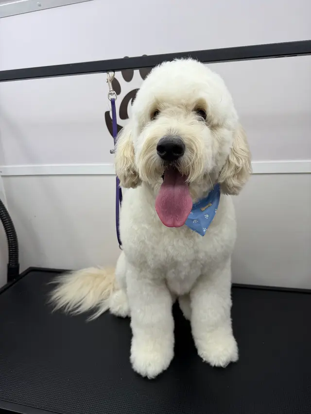 Duma Paws Mobile Pet Grooming — photo from the business 3