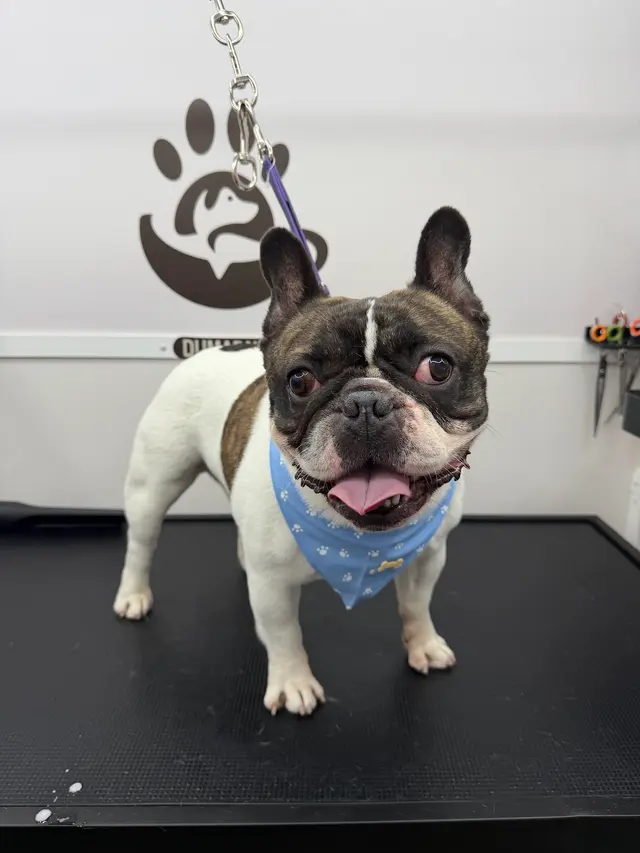 Duma Paws Mobile Pet Grooming — photo from the business 2