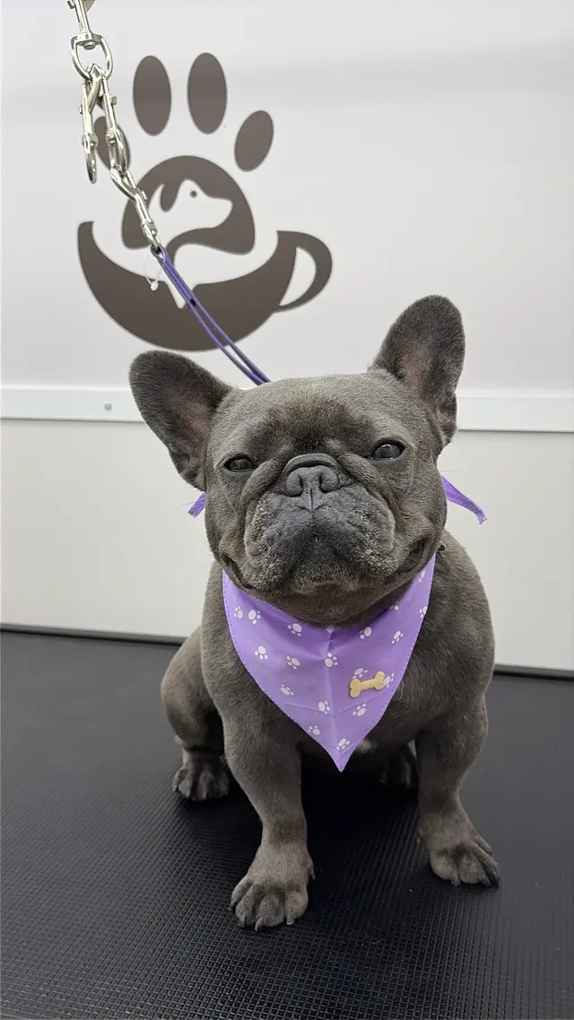 Duma Paws Mobile Pet Grooming — photo from the business 10
