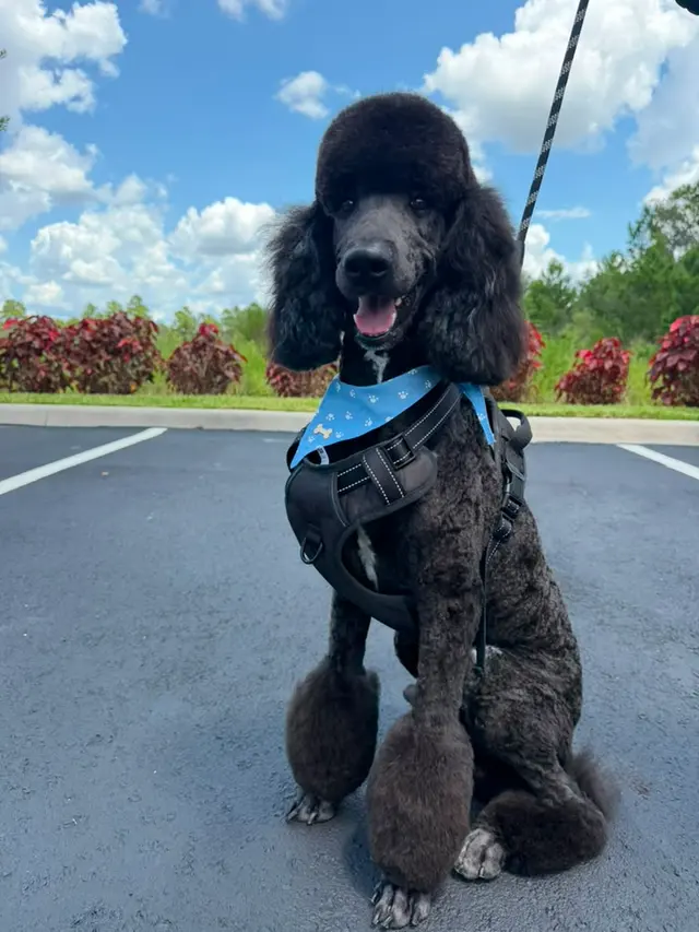 Duma Paws Mobile Pet Grooming — customer photo 12