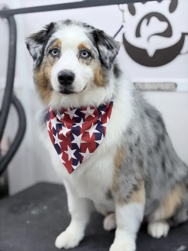 Duma Paws Mobile Pet Grooming — photo from the business 7
