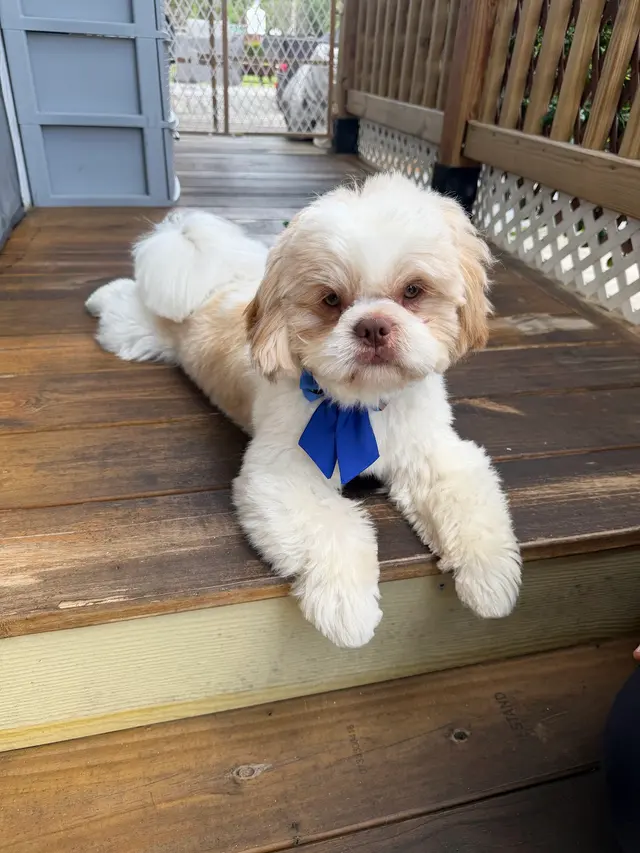 Duma Paws Mobile Pet Grooming — photo from the business 8