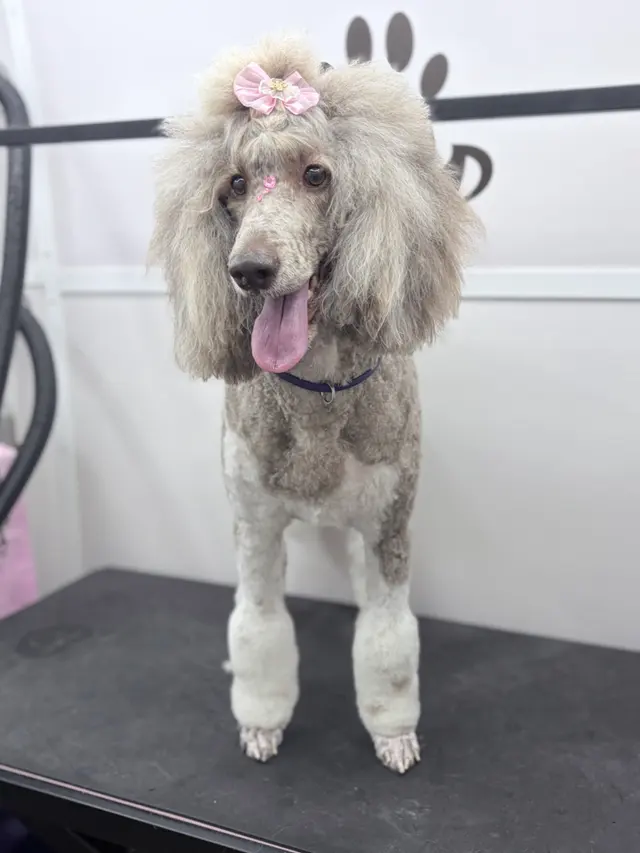 Duma Paws Mobile Pet Grooming — photo from the business 5