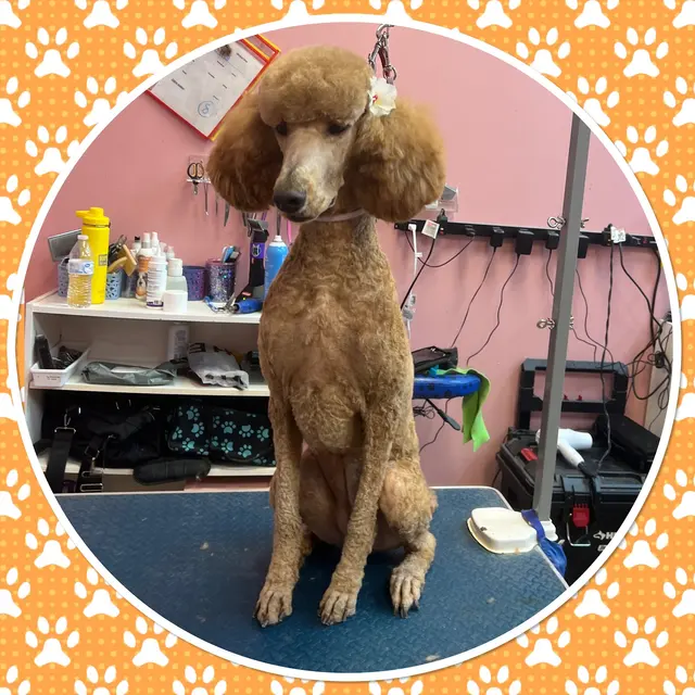Furry Tails Pet Grooming — photo from the business 2