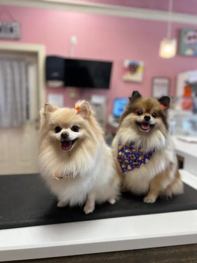 Furry Tails Pet Grooming — photo from the business 1