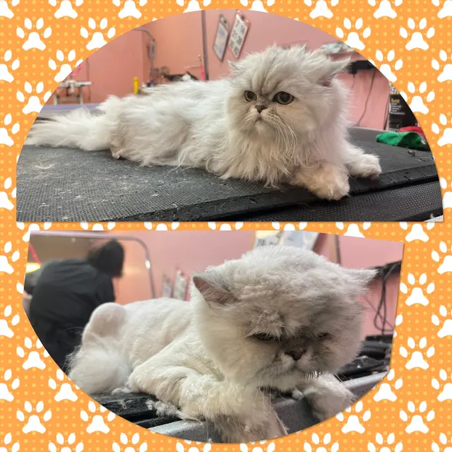 Furry Tails Pet Grooming — photo from the business 8