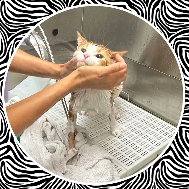Furry Tails Pet Grooming — photo from the business 11