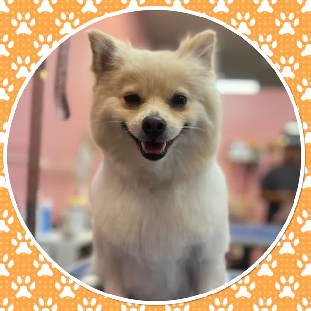 Furry Tails Pet Grooming — photo from the business 9