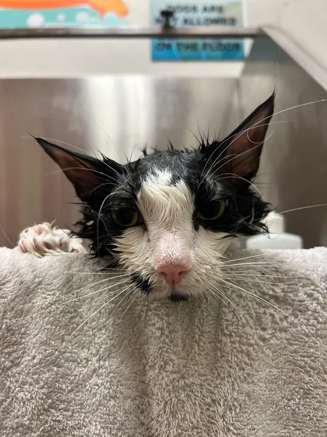 Furry Tails Pet Grooming — photo from the business 4
