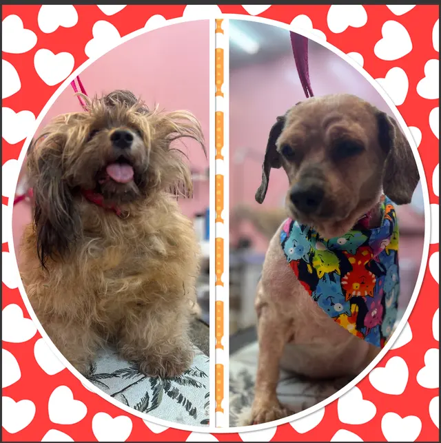 Furry Tails Pet Grooming — photo from the business 3