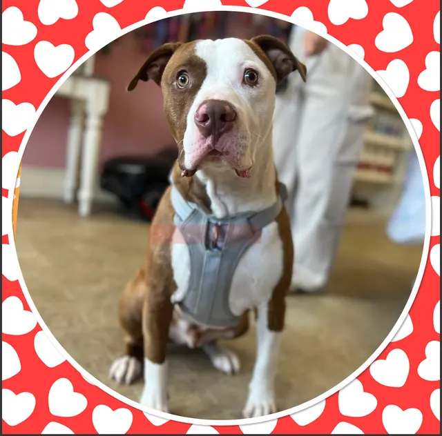 Furry Tails Pet Grooming — photo from the business 6