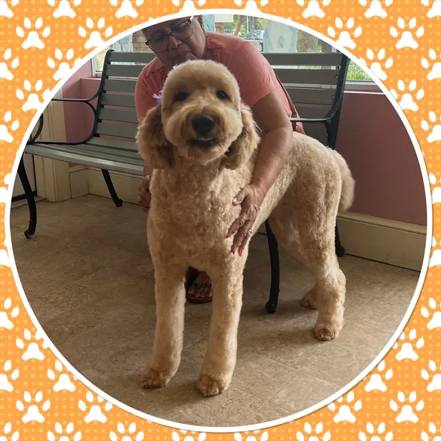 Furry Tails Pet Grooming — photo from the business 10