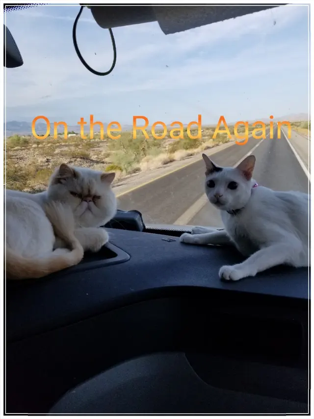Customer photo from STEVE's review