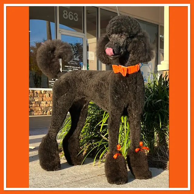 Furry Tails Pet Grooming — photo from the business 7