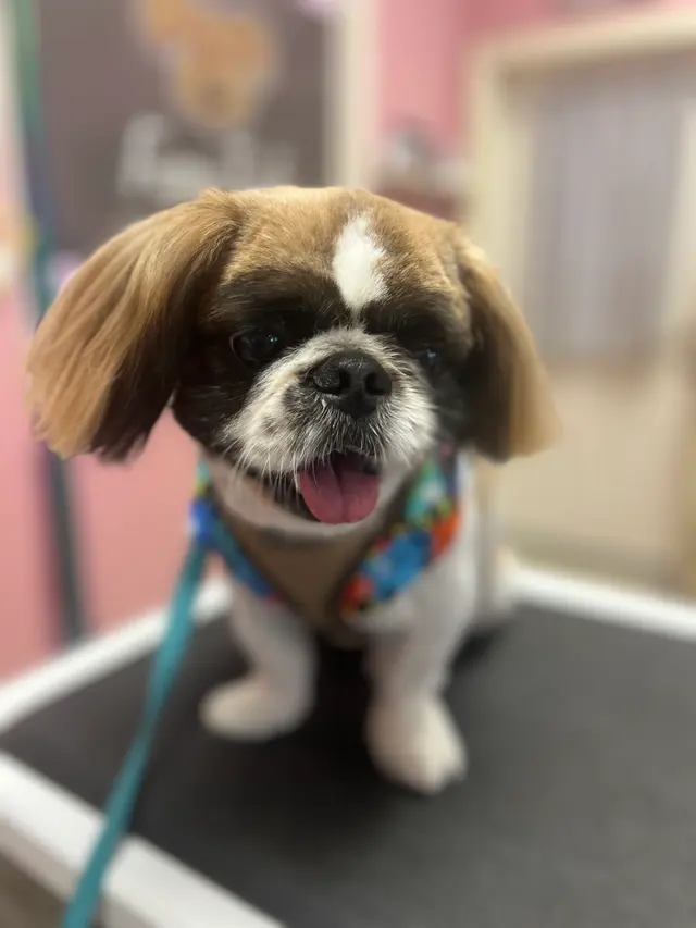 Furry Tails Pet Grooming — photo from the business 5