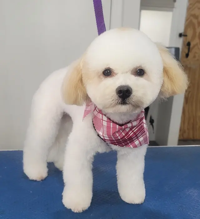 Pawsitively Beautiful Grooming — photo from the business 1