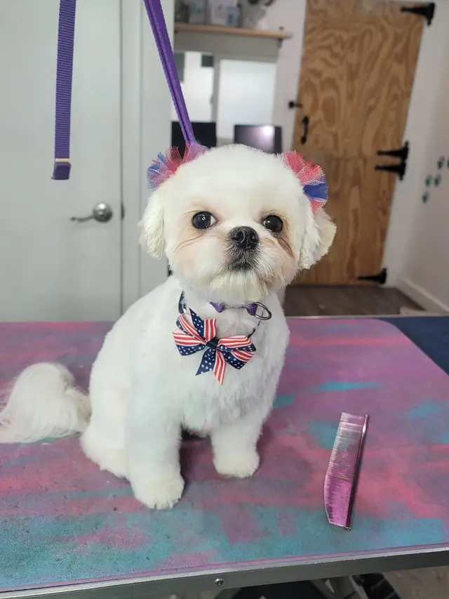 Pawsitively Beautiful Grooming — photo from the business 3