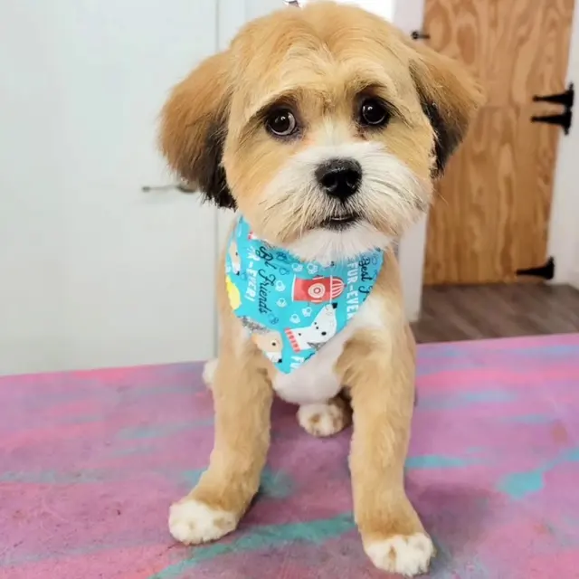 Pawsitively Beautiful Grooming — photo from the business 2
