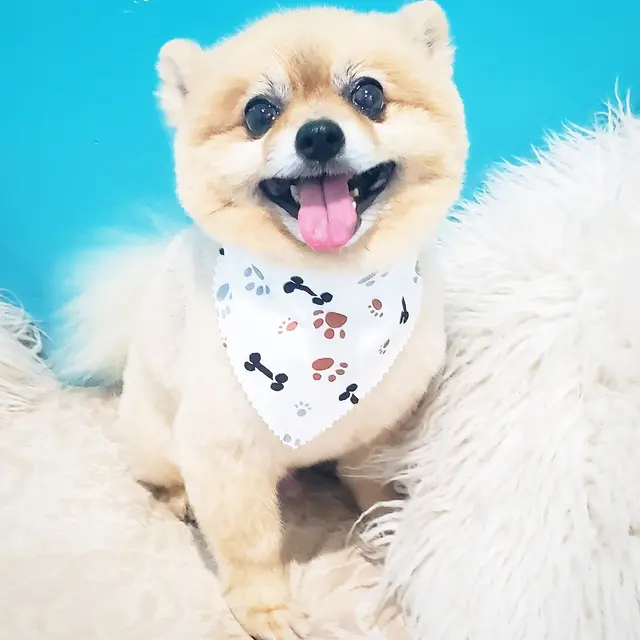 Pawsitively Beautiful Grooming — photo from the business 8