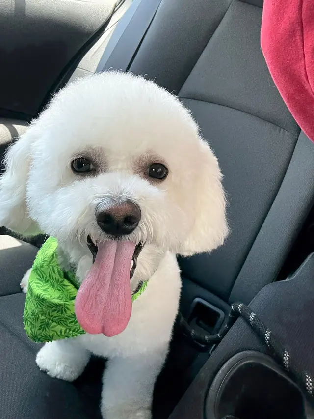 Customer photo of work by Pawsitively Beautiful Grooming, from Gabriela Marin's review
