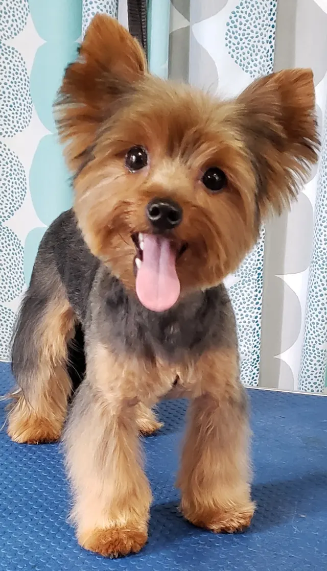 Pawsitively Beautiful Grooming — photo from the business 6