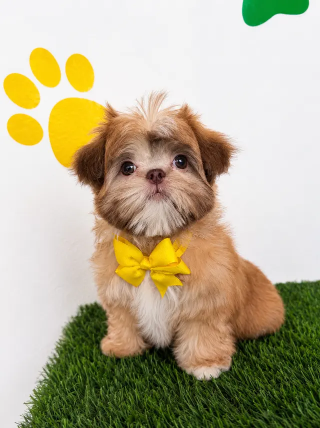 Happy Pets Spa — photo from the business 5