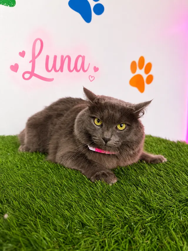 Happy Pets Spa — photo from the business 8