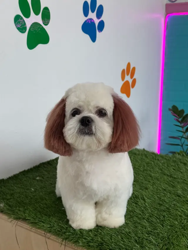 Happy Pets Spa — photo from the business 4