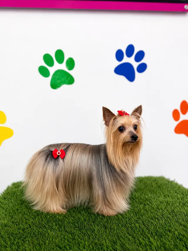 Happy Pets Spa — photo from the business 7