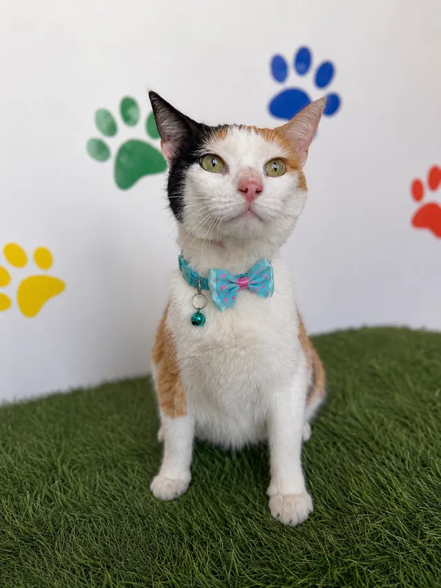 Happy Pets Spa — photo from the business 6