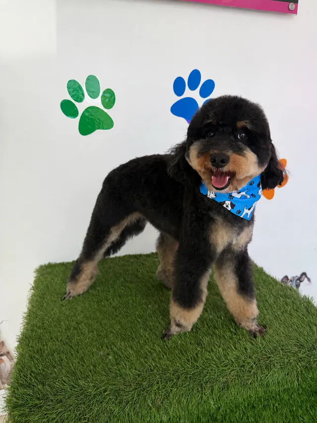 Happy Pets Spa — photo from the business 3