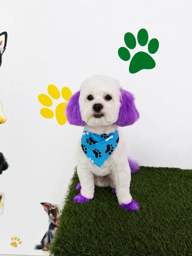 Happy Pets Spa — photo from the business 12