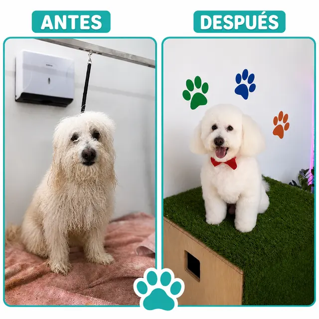Happy Pets Spa — photo from the business 10