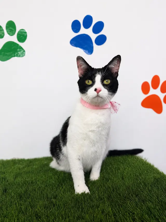 Happy Pets Spa — photo from the business 9