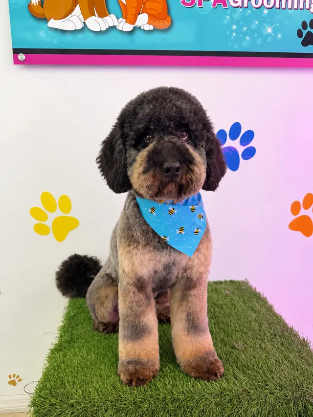 Happy Pets Spa — photo from the business 11