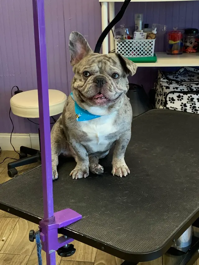 Imperial Pet Grooming — photo from the business 6