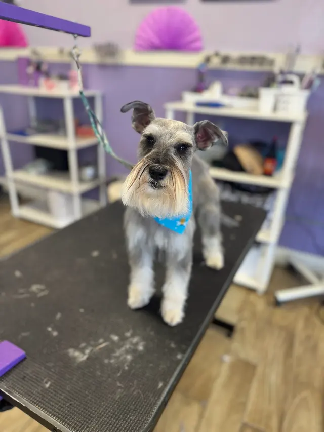 Imperial Pet Grooming — photo from the business 7