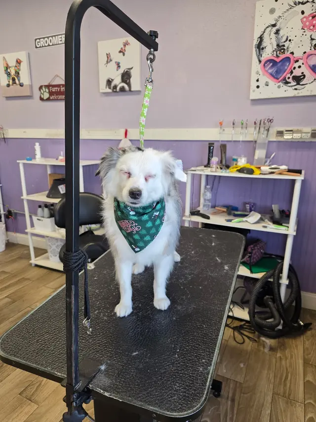 Imperial Pet Grooming — photo from the business 4