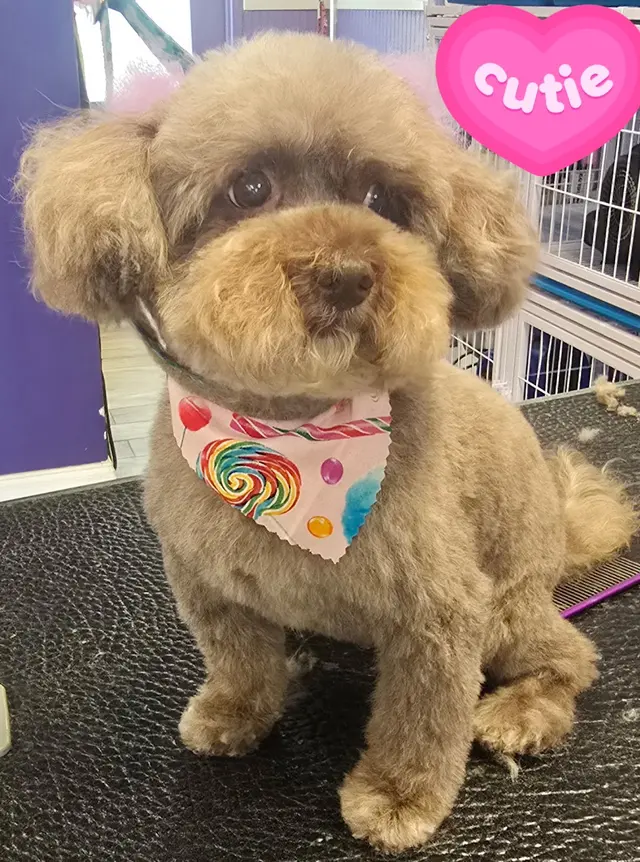 Imperial Pet Grooming — photo from the business 12
