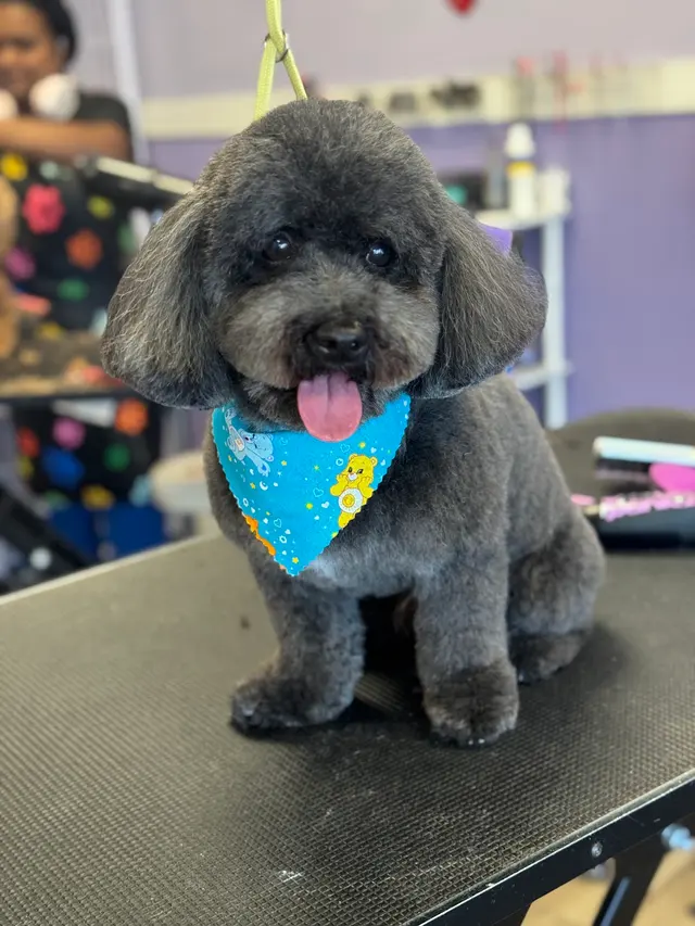 Imperial Pet Grooming — photo from the business 2