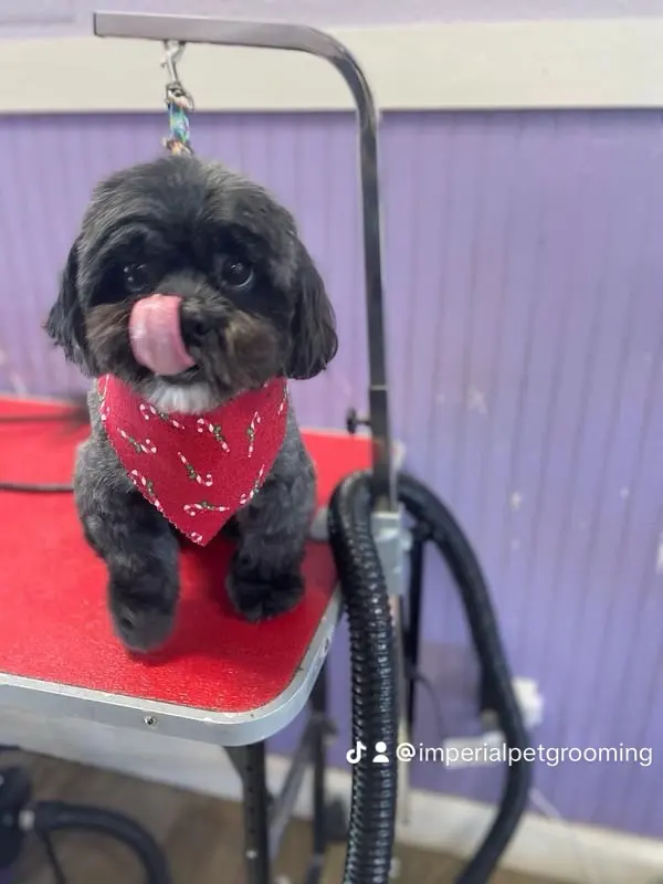 Imperial Pet Grooming — photo from the business 10